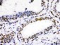 Anti-CDK1 Picoband Antibody